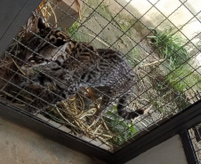 Após quatro meses de tratamento, uma jaguatirica foi reinserida na natureza, na região dos Campos Gerais. O animal foi atropelado em rodovia na região na BR-277.  -  Curitiba, 03/07/2021  -  Foto: SEDEST/IAT