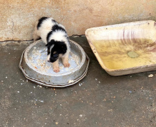 Dados do Disque Denúncia 181, ferramenta da Secretaria de Segurança Pública do Paraná, apontam aumento de 111,6% nas denúncias de maus-tratos a animais domésticos no Estado nos primeiros cinco meses de 2021, se comparado ao mesmo período de 2020. -  Curitiba, 05/07/2021  -  Foto: SESP-PR