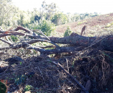Fiscais do Instituto Água e Terra (IAT) identificaram mais de 100 hectares (ha) de desmatamento na região Centro-Sul do Estado, na última semana. O IAT é um órgão vinculado à Secretaria do Desenvolvimento Sustentável e do Turismo (Sedest). -  Curitiba, 05/07/2021  -  Foto: SEDEST/IAT