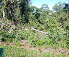 Fiscais do Instituto Água e Terra (IAT) identificaram mais de 100 hectares (ha) de desmatamento na região Centro-Sul do Estado, na última semana. O IAT é um órgão vinculado à Secretaria do Desenvolvimento Sustentável e do Turismo (Sedest). -  Curitiba, 05/07/2021  -  Foto: SEDEST/IAT
