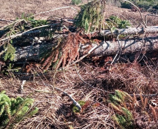 Fiscais do Instituto Água e Terra (IAT) identificaram mais de 100 hectares (ha) de desmatamento na região Centro-Sul do Estado, na última semana. O IAT é um órgão vinculado à Secretaria do Desenvolvimento Sustentável e do Turismo (Sedest). -  Curitiba, 05/07/2021  -  Foto: SEDEST/IAT