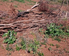 Fiscais do Instituto Água e Terra (IAT) identificaram mais de 100 hectares (ha) de desmatamento na região Centro-Sul do Estado, na última semana. O IAT é um órgão vinculado à Secretaria do Desenvolvimento Sustentável e do Turismo (Sedest). -  Curitiba, 05/07/2021  -  Foto: SEDEST/IAT