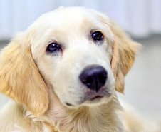 Cão da PM é aplicado para estimular interação de pacientes atendidos pelo PRUMOS em Londrina  -  Curitiba, 09/07/2021  -  Foto: PMPR