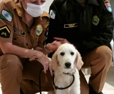 Cão da PM é aplicado para estimular interação de pacientes atendidos pelo PRUMOS em Londrina  -  Curitiba, 09/07/2021  -  Foto: PMPR