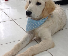 Cão da PM é aplicado para estimular interação de pacientes atendidos pelo PRUMOS em Londrina  -  Curitiba, 09/07/2021  -  Foto: PMPR