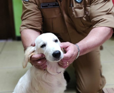 Cão da PM é aplicado para estimular interação de pacientes atendidos pelo PRUMOS em Londrina  -  Curitiba, 09/07/2021  -  Foto: PMPR