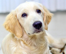 Cão da PM é aplicado para estimular interação de pacientes atendidos pelo PRUMOS em Londrina  -  Curitiba, 09/07/2021  -  Foto: PMPR