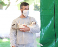 O Programa Permanente de Esterilização de Cães e Gatos (CastraPet), iniciativa da Secretaria estadual do Desenvolvimento Sustentável e do Turismo (Sedest), estará em Formosa do Oeste nesta semana com a castração de 115 cães e gatos no município. A ação ocorre segunda-feira (12) e terça-feira (13).  -  Foto: Alessandro Vieira/Arquivo AEN