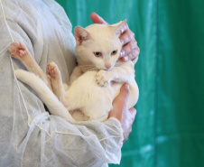 O Programa Permanente de Esterilização de Cães e Gatos (CastraPet), iniciativa da Secretaria estadual do Desenvolvimento Sustentável e do Turismo (Sedest), estará em Formosa do Oeste nesta semana com a castração de 115 cães e gatos no município. A ação ocorre segunda-feira (12) e terça-feira (13).  -  Foto: Alessandro Vieira/Arquivo AEN