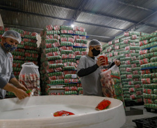 PIPOTECA -  A Pipoteca conta hoje com 70 colaboradores e produz em torno de sete toneladas por dia, entre salgadinhos e pipoca doce, aquela da embalagem rosa. Paraná e Santa Catarina são os principais mercados da empresa.  -  Curitiba, 25/05/2021  - Foto: Gilson Abreu/AEN