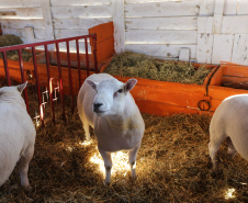 Preço de carne ovina não acompanha alta de outras espécies no primeiro semestre
Foto: Geraldo Bubniak/AEN