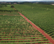 Governo emite novo alerta de geada para a região cafeeira do Paraná  -  Foto: José Fernando Ogura/AEN