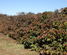 Governo emite novo alerta de geada para a região cafeeira do Paraná  -  Foto: IDR-PARANÁ