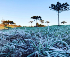 Paraná tem 16 cidades com temperaturas negativas; General Carneiro registrou -7,8ºC  Foto: Ana Tigrinho /AEN