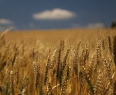 Valor Bruto da Produção Agropecuária cresce 21% e alcança R$ 128,3 bilhões
Foto: José Fernando Ogura/AEN