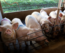 Puxado por Toledo, Paraná avança e mira novos mercados internacionais na carne suína
Foto: Ari Dias/AEN