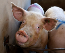 Puxado por Toledo, Paraná avança e mira novos mercados internacionais na carne suína
Foto: Ari Dias/AEN