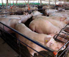 Puxado por Toledo, Paraná avança e mira novos mercados internacionais na carne suína
Foto: Ari Dias/AEN