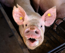 Puxado por Toledo, Paraná avança e mira novos mercados internacionais na carne suína
Foto: Ari Dias/AEN