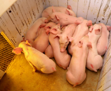 Puxado por Toledo, Paraná avança e mira novos mercados internacionais na carne suína
Foto: Ari Dias/AEN