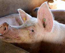 Puxado por Toledo, Paraná avança e mira novos mercados internacionais na carne suína
Foto: Ari Dias/AEN