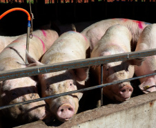 Puxado por Toledo, Paraná avança e mira novos mercados internacionais na carne suína
Foto: Ari Dias/AEN