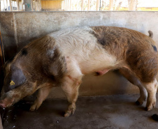 Puxado por Toledo, Paraná avança e mira novos mercados internacionais na carne suína
Foto: Ari Dias/AEN