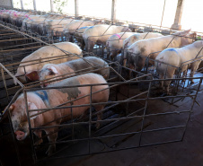 Puxado por Toledo, Paraná avança e mira novos mercados internacionais na carne suína
Foto: Ari Dias/AEN