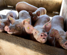 Puxado por Toledo, Paraná avança e mira novos mercados internacionais na carne suína
Foto: Ari Dias/AEN