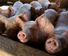 Puxado por Toledo, Paraná avança e mira novos mercados internacionais na carne suína
Foto: Ari Dias/AEN
