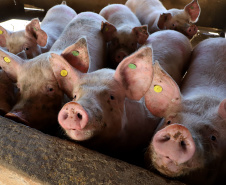 Puxado por Toledo, Paraná avança e mira novos mercados internacionais na carne suína
Foto: Ari Dias/AEN