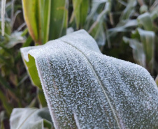 O IDR-Paraná (Instituto de Desenvolvimento Rural do Paraná ? Iapar-Emater) e o Simepar (Sistema de Tecnologia e Monitoramento Ambiental do Paraná) alertam que há previsão da chegada de uma forte massa de ar polar no Paraná e que deve provocar frio intenso em todo o Estado, no período de 27 de julho a 01 de agosto. - Lavoura de milho   -  Curitiba, 26/07/2021  -  Foto: IDR-PARANÁ