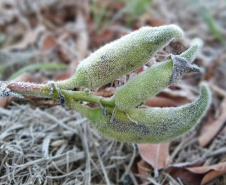 O IDR-Paraná (Instituto de Desenvolvimento Rural do Paraná ? Iapar-Emater) e o Simepar (Sistema de Tecnologia e Monitoramento Ambiental do Paraná) alertam que há previsão da chegada de uma forte massa de ar polar no Paraná e que deve provocar frio intenso em todo o Estado, no período de 27 de julho a 01 de agosto. Olericultura ? Umas das culturas mais sensíveis as geadas as folhagens precisam de muita proteção nestes dias mais frios. -  Curitiba, 26/07/2021  -  Foto: IDR-PARANÁ