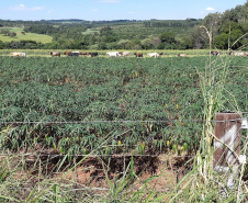 Pesquisadores recomendam plantio direto de mandioca em sistemas integrados de produção       Foto IDR
