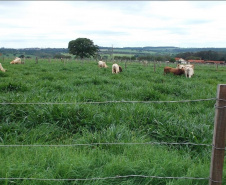 Pesquisadores recomendam plantio direto de mandioca em sistemas integrados de produção       Foto IDR