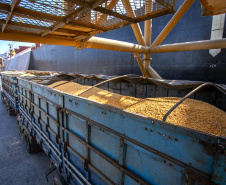 Navio programado para quarta-feira (28) vai descarregar 32 mil toneladas do cereal. Desde o início do ano, já são quatro embarcações recebidas no porto paranaense com milho importado. - Paranaguá, 27/07/2021  -  Foto: Claudio Neves/Arquivo Portos do Paraná-primeira operação, em Maio/21