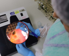 TECPAR - Laboratório de Microbiologia - Alimentos e Água - N/F: análise de amostras.Curitiba, 02-09-19.Foto: Arnaldo Alves / AEN