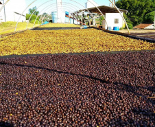 O concurso Café Qualidade Paraná abriu as inscrições para a edição 2021 com uma novidade ? agora os cafeicultores podem concorrer também na categoria fermentação induzida, que vem se somar às já existentes cereja descascado e natural.  -  Curitiba, 29/07/2021 -  Foto: IDR-PARANÁ