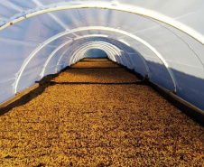 O concurso Café Qualidade Paraná abriu as inscrições para a edição 2021 com uma novidade ? agora os cafeicultores podem concorrer também na categoria fermentação induzida, que vem se somar às já existentes cereja descascado e natural.  -  Curitiba, 29/07/2021 -  Foto: IDR-PARANÁ