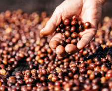 O concurso Café Qualidade Paraná abriu as inscrições para a edição 2021 com uma novidade ? agora os cafeicultores podem concorrer também na categoria fermentação induzida, que vem se somar às já existentes cereja descascado e natural.  -  Curitiba, 29/07/2021 -  Foto: IDR-PARANÁ