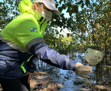 Nesta sexta-feira (30), 115 quilos de lixo foram recolhidos do manguezal, na Ilha do Teixeira, em Paranaguá. A ação integra o Programa de Monitoramento de Manguezais da Portos do Paraná. Foto: Pierpaolo Nota/ Portos do Paraná