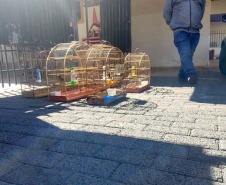 Mais de 100 aves nativas são apreendidas e R$ 92 mil em multas lavradas pela PM durante a Operação Liberdade no Noroeste do estado
. Foto: PMPR