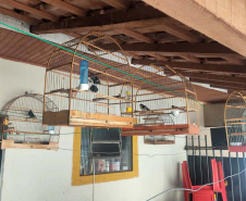 Mais de 100 aves nativas são apreendidas e R$ 92 mil em multas lavradas pela PM durante a Operação Liberdade no Noroeste do estado
. Foto: PMPR