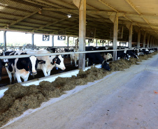  Produção de leite na propriedade dos Rabbers em Castro, nos Campos Gerais. Foto: Ari Dias.AEN