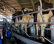 Tecnologia amplia eficiência e faz de Castro referência nacional na produção de leite. Arkafla. Foto: Ari Dias/AEN