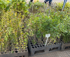 
Cerca de 300 famílias de Bandeirantes recebem doações arrecadadas pelo IAT Foto: IAT