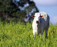 Campanha de atualização de rebanho alcança 88% das
propriedades. Foto: Gilson Abreu/AEN