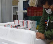 Novo lote com 114 mil vacinas contra a Covid-19 chega ao Paraná   Foto: Américo Antonio/SESA