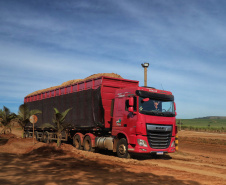 Tecnologia e produtividade fazem a cana-de-açúcar voltar a brilhar no Norte Pioneiro. Foto: José Fernando Ogura/AEN