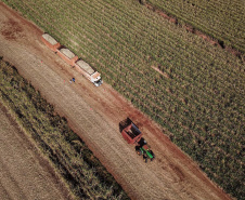 Tecnologia e produtividade fazem a cana-de-açúcar voltar a brilhar no Norte Pioneiro. Foto: José Fernando Ogura/AEN